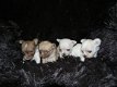 Awesome Chihuahua pups voor adoptie - 1 - Thumbnail