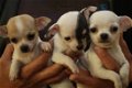 Prachtige lieve fawn langharige chihuahua pupjes - 1 - Thumbnail