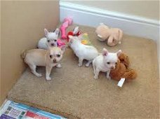 Chihuahua-puppy klaar voor mooie familie