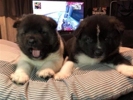 dikke Akita-puppy's. - 1