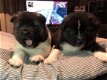 dikke Akita-puppy's. - 1 - Thumbnail