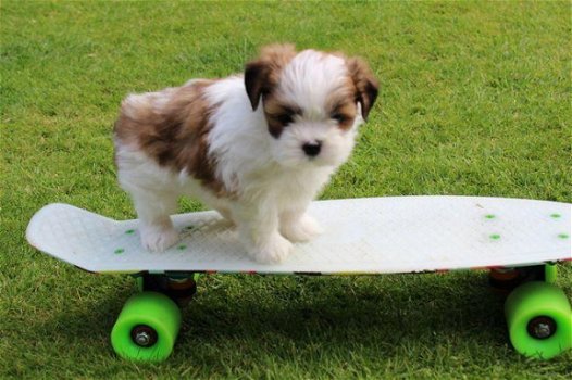 dikke Shih Tzu-puppy's beschikbaar - 1