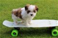 dikke Shih Tzu-puppy's beschikbaar - 1 - Thumbnail