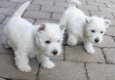 West Highland Terrier-puppy's beschikbaar - 1 - Thumbnail