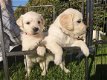 Aanbiddelijke Golden Retriever - 1 - Thumbnail