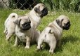 Puppies van puur ras - 1 - Thumbnail