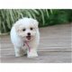 AKC regisetered Maltese puppy's - 1 - Thumbnail