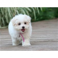 AKC regisetered Maltese puppy's