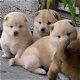 Culturele Shiba Inu-puppy's - 1 - Thumbnail