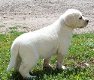 Uitstekende Labrador Retriever - 1 - Thumbnail