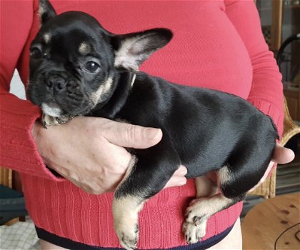 Mooie blue tan en black tan franse bulldog pups - 3