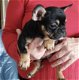 Mooie blue tan en black tan franse bulldog pups - 8 - Thumbnail