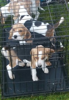 Beagle puppy's.