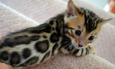 Bengal kittens available..,,,,,,