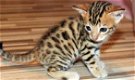 Bengaalse kittens beschikbaar'.............. - 1 - Thumbnail