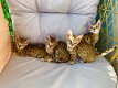 prachtige kittens beschikbaar - 1 - Thumbnail