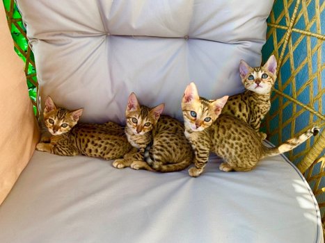 !!!!!!charmante kittens beschikbaar!!!!!!! - 1