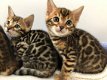 Bengal kittens available...,,............. - 1 - Thumbnail