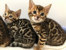Bengal kittens available...,,.............