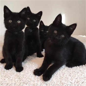 Schattige pure zwarte kittens beschikbaar - 1