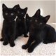 Schattige pure zwarte kittens beschikbaar - 1 - Thumbnail