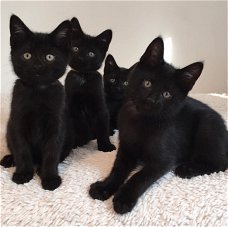 Schattige pure zwarte kittens beschikbaar