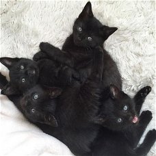 *** Zwarte kittens beschikbaar ***