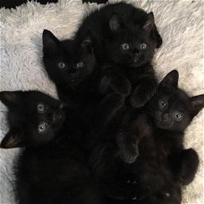 Zwarte kittens