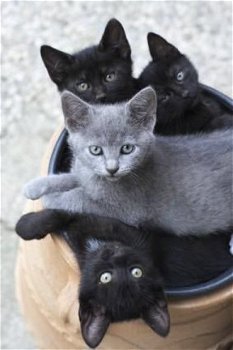 Zwarte kittens klaar voor nieuw huis - 1