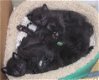 Leuke zwarte kittens klaar - 1 - Thumbnail