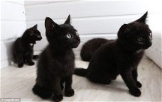 ****Leuke zwarte kittens klaar****