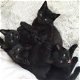 Leuke zwarte kittens klaar om te gaan - 1 - Thumbnail