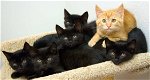 Leuke zwarte kittens klaar om naar huis te gaan - 1 - Thumbnail