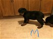 Rottweiler-puppy's - 1 - Thumbnail