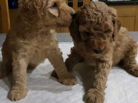 Mooie Cockapoo-puppy's - 1