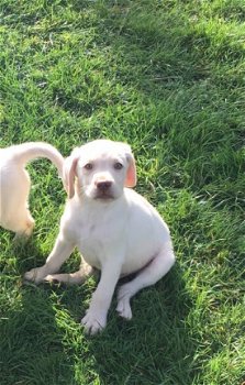 Geregistreerde labrador puppies - 1