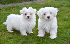 Miles and Shels super schattige Maltese puppy's