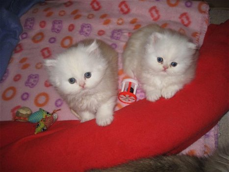 Perzisch kitten te koop - 1