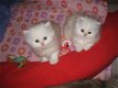 Perzisch kitten te koop - 1 - Thumbnail