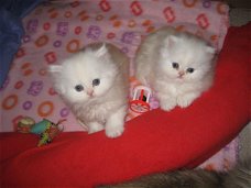 Perzisch kitten te koop