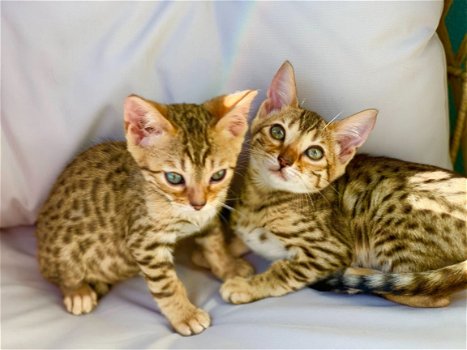 Super Bengaalse kittens beschikbaar.,. - 1