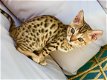 Super Bengaalse kittens beschikbaar.,,. - 1 - Thumbnail