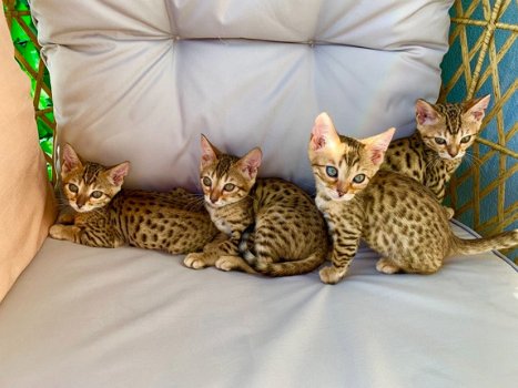 3 vrouwelijke 1 mannelijke Bengaalse kittens beschikbaar geï.. - 1