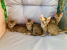 3 vrouwelijke 1 analoge Bengaalse kittens beschikbaar geï