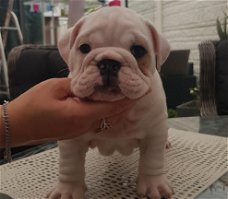 Mooi Puppies Engelse Bulldog op zoek naar een nieuw huis