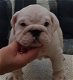 Mooi Puppies Engelse Bulldog op zoek naar een nieuw huis - 2 - Thumbnail