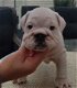 Mooi Puppies Engelse Bulldog op zoek naar een nieuw huis - 3 - Thumbnail