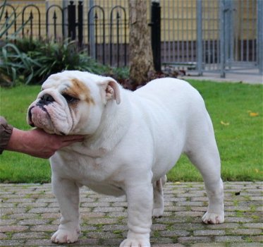 Mooi Puppies Engelse Bulldog op zoek naar een nieuw huis - 5