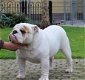 Mooi Puppies Engelse Bulldog op zoek naar een nieuw huis - 5 - Thumbnail