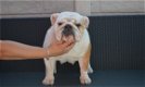 Mooi Puppies Engelse Bulldog op zoek naar een nieuw huis - 6 - Thumbnail
